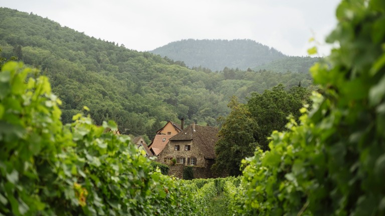 Route des vins nature